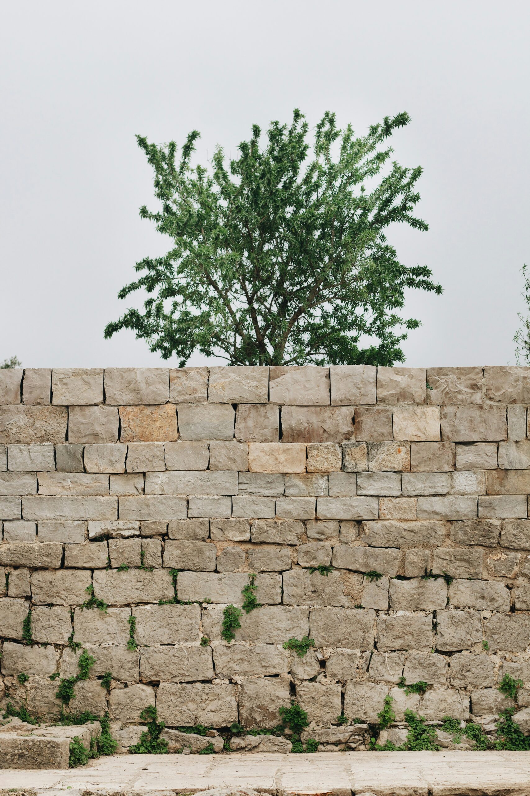 Foundations First: The 5 Pillars of Lasting Health