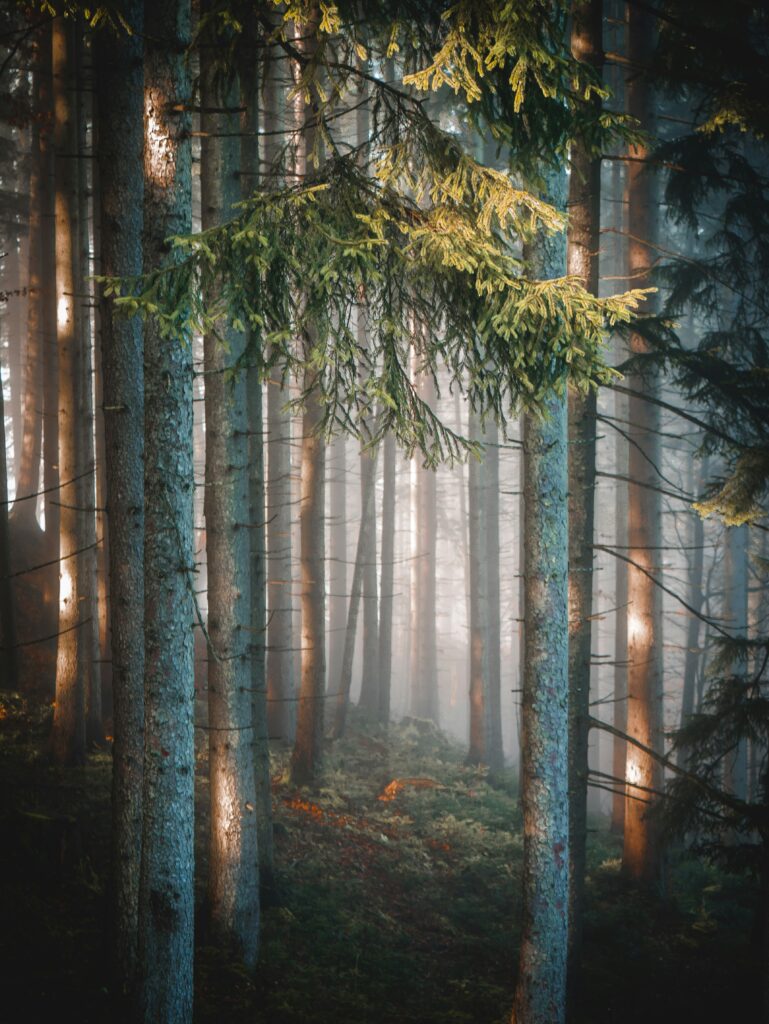 sunlight through trees