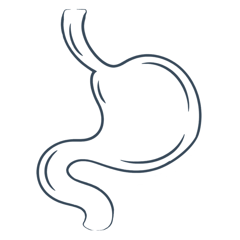 Hand-drawn stomach icon
